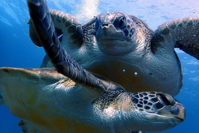 Discover Scuba Diving - Try it for the first time! - Price and what it buys you (really)