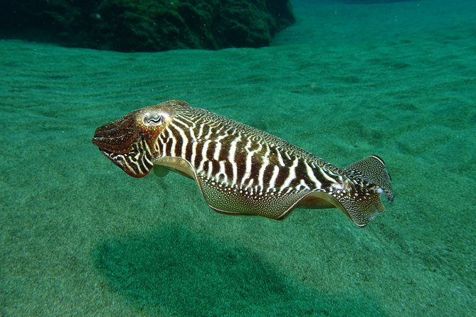 Discover the underwater world of Lanzarote - Your Underwater Session: What “Taster” Really Means