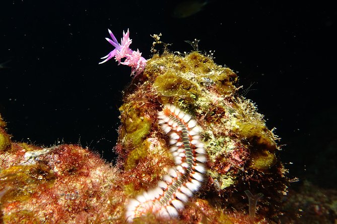 Discover the underwater world of Lanzarote - Who This Suits Best (and Who Might Want to Skip It)