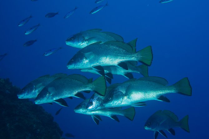 Dive Christening - Price and what you actually get for $126.15
