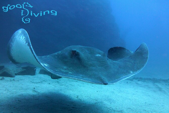 Dives Packages with Transfers in Tenerife - Key things to know before you book