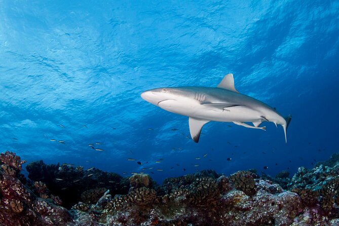 Diving day - What you’ll see underwater: wrecks, reef fish, and classic Tahiti highlights