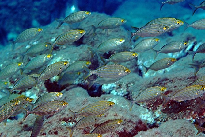 Diving for certified divers with PADI 5</em> Diving Resort – Taormina – On-board vibe: Sicilian wine, almond biscuits, and music’ /><br />
After your second session (and any snorkeling options), the mood shifts toward decompression. You’ll return to the boat with time for a calmer finish and some Sicilian touches.</p>
<p><p>They serve <strong>Sicilian wine</strong> along with <strong>almond biscuits</strong>, and reviews mention relaxing music during the navigation and on-board atmosphere. If you’ve ever done a morning that felt all business, this part helps you end the day with a smile instead of a checklist.</p>
</p>
<p><p>Also, boats are described as clean and equipped with bathrooms. One diver specifically mentioned that rental gear is sanitized daily, which tells me they take care of the equipment as part of their routine rather than as an afterthought.</p>
</p>
<h2 id="gear-and-logistics-included-equipment-and-easier-planning">Gear and logistics: included equipment and easier planning</h2>
<p><img width="669" height="446" decoding="async" src=