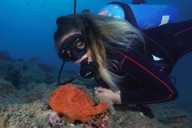 Diving tour in Isla del Caño for certified divers - Morning Start From Marisqueria Roberto’s (7:30am)
