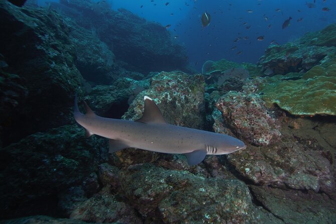 Diving tour in Isla del Caño for certified divers - Food, Beer, Water, and Snacks: Included Value in Drake Bay