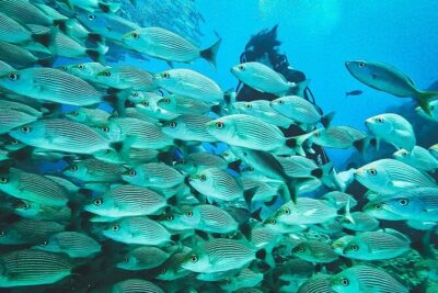 Diving tour in Isla del Caño for certified divers - A Certified Divers Only Day With Short In-Water Sessions