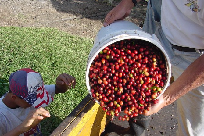 Doka Coffee Tour, Poas Volcano and La Paz Waterfall Day Trip from San Jose - Morning Pickup, Drivers, and Why Starting Early Matters Here
