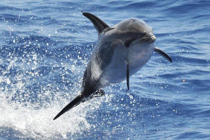 Dolphin and Whale Cruise in Puerto Rico, Gran Canaria - Key Highlights I’d Prioritize Before You Go