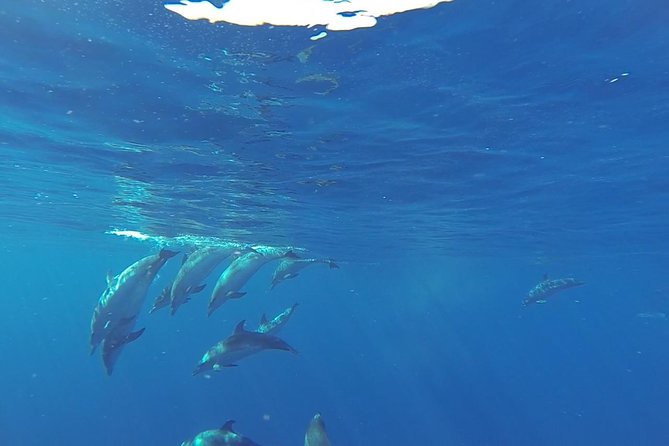 Dolphin and Whale Cruise in Puerto Rico, Gran Canaria - Boarding the Spirit of the Sea: Glass-Bottom Views and a Clear Setup