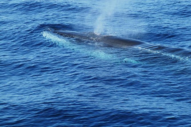 Dolphin and Whale Cruise in Puerto Rico, Gran Canaria - Free Soft Drinks, Snorkel Gear, and the “Swim Stop” Reality