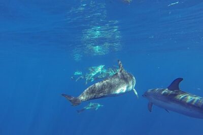 Dolphin and Whale Cruise in Puerto Rico, Gran Canaria - The Cruise Pattern: How You Find Dolphins and Whales (and Why Timing Varies)