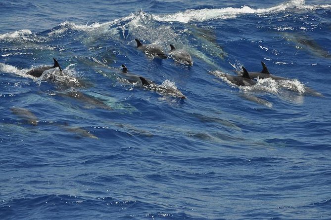 Dolphin and Whale Cruise in Puerto Rico, Gran Canaria - Getting to the Port: Pickup Areas and the Transfer Rule