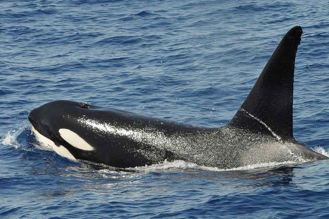 Dolphin and Whale Cruise in Puerto Rico, Gran Canaria - Ethical Viewing and Animal Respect: What the Tour Claims—and What You Can Notice