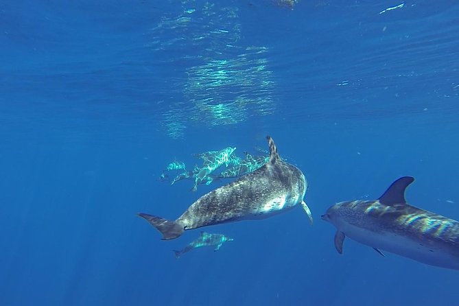 Dolphin and Whale Cruise in Puerto Rico, Gran Canaria - The Cruise Pattern: How You Find Dolphins and Whales (and Why Timing Varies)