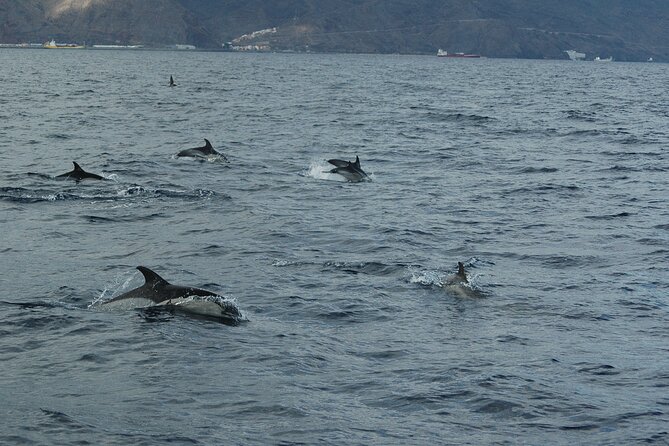Dolphin and Whale Sailing Tour in Los Gigantes - Your 3-Hour Route: From the Marina to Cliffs and Snorkel Coves