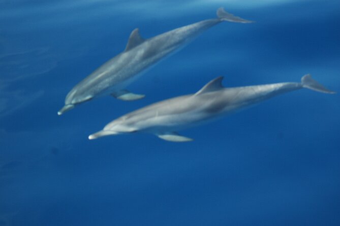 Dolphin and Whale Sailing Tour in Los Gigantes - The Skipper and Onboard Style: Antonio and Francisco Set the Tone