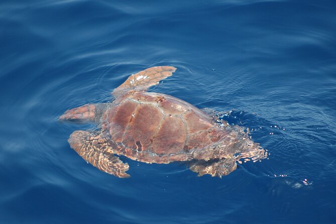 Dolphin and Whale Sailing Tour in Los Gigantes - Who Should Book (and Who Should Skip)