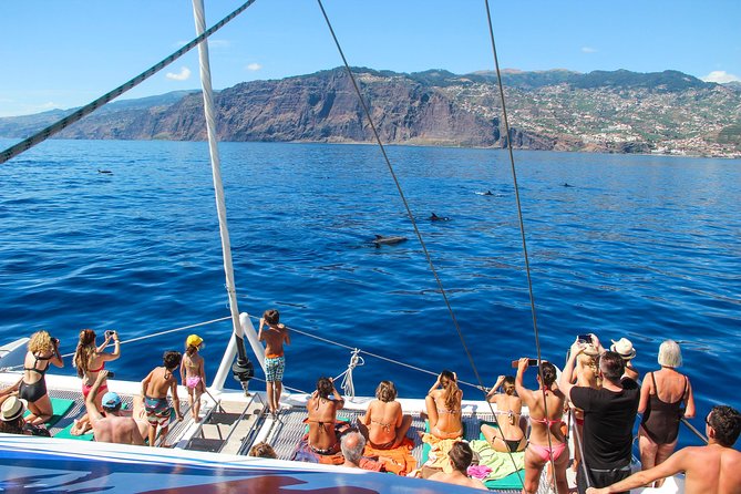 Dolphin and Whale Watching Catamaran Cruise from Funchal - How the crew searches for dolphins and whales (and why it can vary)