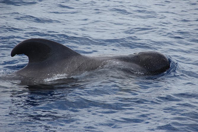 Dolphin and Whale Watching Catamaran Cruise from Funchal - The Cabo Girão swim stop: when it happens and how to prepare
