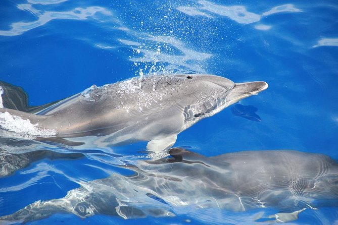 Dolphin and Whale Watching Catamaran Cruise from Funchal - Who this cruise suits best (and who should rethink)