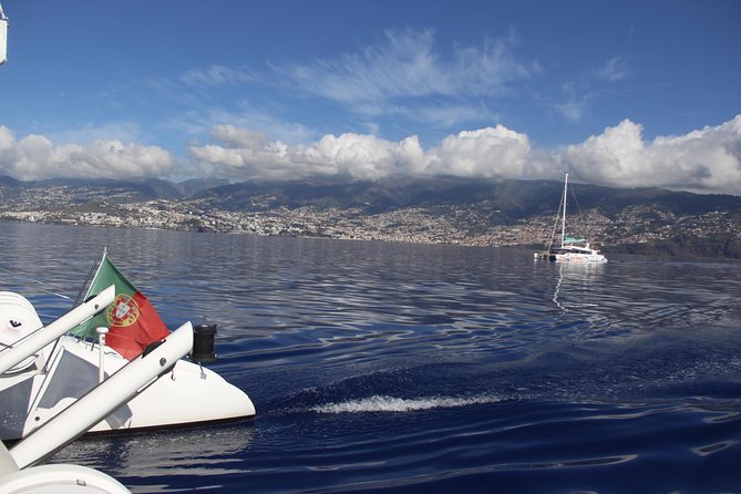 Dolphin and Whale Watching Catamaran Cruise from Funchal - Practical tips to get the best day on the water