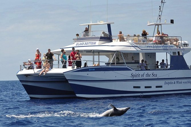 Dolphin and Whales watching cruise from Puerto Rico de Gran Canaria - Where This Dolphin Cruise Fits In Around Puerto Rico