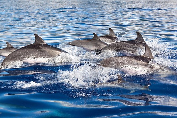 Dolphin and Whales watching cruise from Puerto Rico de Gran Canaria - Spirit of the Sea: Glass-Bottom Viewing That Changes Everything