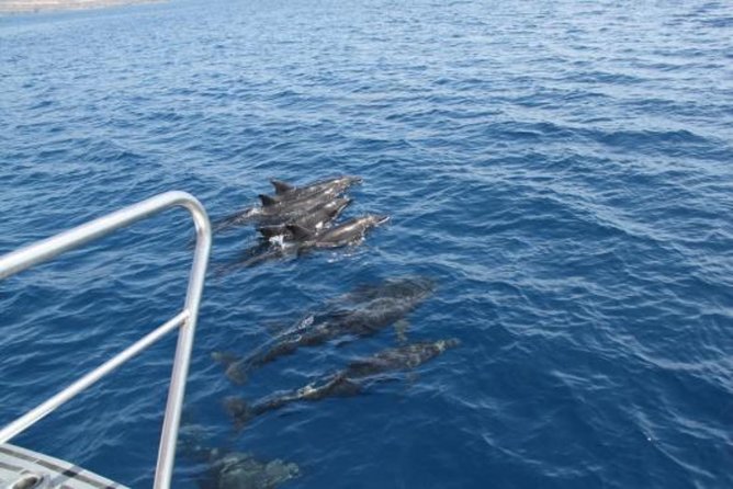 Dolphin and Whales watching cruise from Puerto Rico de Gran Canaria - Underwater Viewing: How to Get the Best Use Out of the Glass Panels