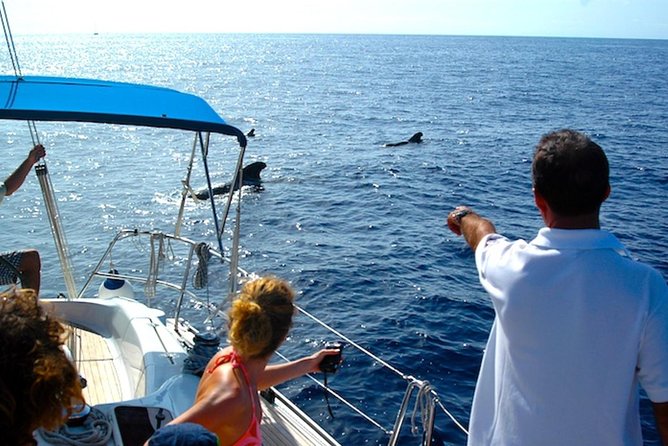 Dolphin and Whales watching cruise from Puerto Rico de Gran Canaria - Dolphins, Whales, and the Reality Check (Including the Free Re-Cruise)