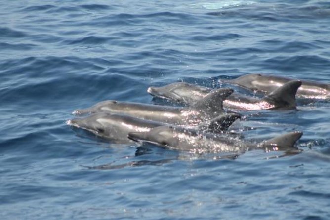 Dolphin and Whales watching cruise from Puerto Rico de Gran Canaria - The Swim Stop Upgrade: Fun Bonus, Timing Catches to Know