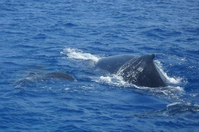 Dolphin and Whales watching cruise from Puerto Rico de Gran Canaria - How Much It Costs vs. What You Get