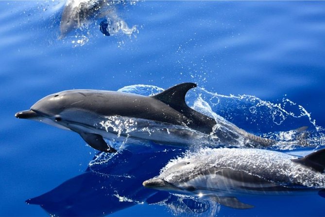 Dolphin Mini Cruise at Playa del Carmen - Where You Start: Puerto del Carmen Marina, Av. del Varadero