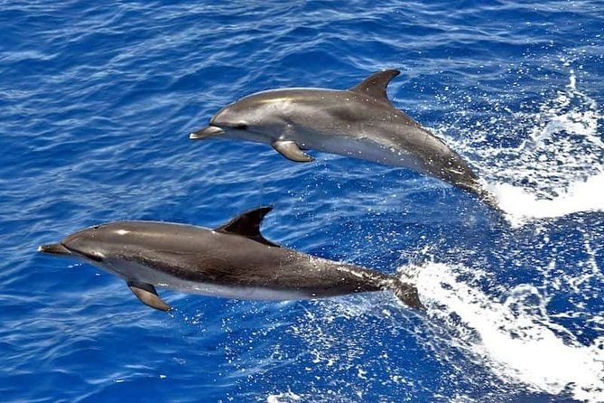 Dolphin Searching Tour in Puerto de Mogán ("KEEPER UNO" Boat) - Key things I’d lock in before you go