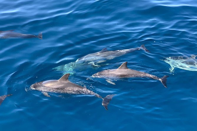 Dolphin Searching Tour in Puerto de Mogán ("KEEPER UNO" Boat) - Snorkeling and water time: fun, but watch the ladder detail