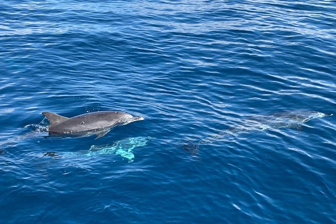 Dolphin Searching Tour in Puerto de Mogán ("KEEPER UNO" Boat) - Small-boat reality checks: sea sickness and smoking came up