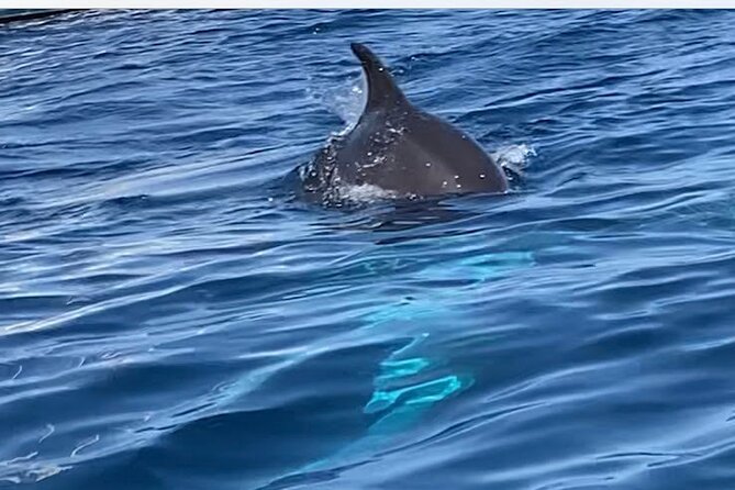 Dolphin-spotting SUP tour with Golfo Aranci aperitif - The paddle toward Figarolo: clear water, small coves, dolphin chances