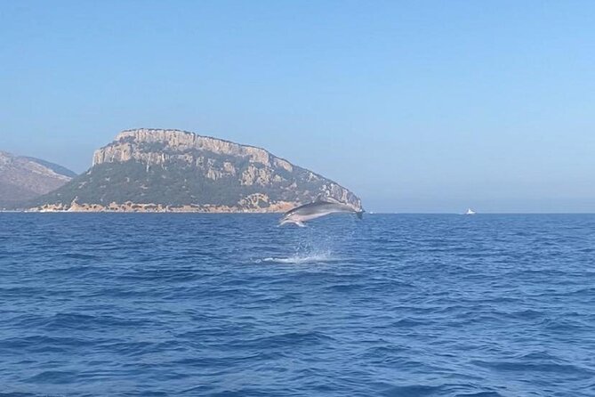 Dolphin Watching and Snorkeling in Figarolo in Sardinia - Key highlights at a glance