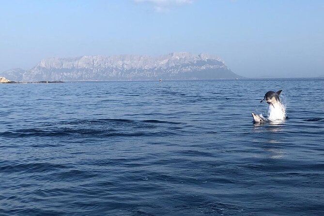 Dolphin Watching and Snorkeling in Figarolo in Sardinia - The Swimming and Snorkeling Stops: Figarolo, Cala Greca, and Cala Moresca