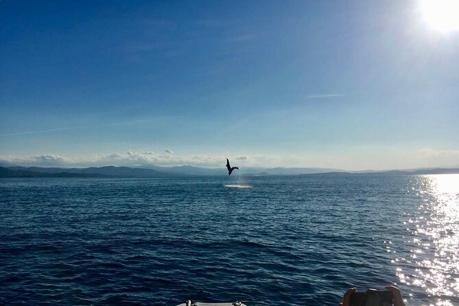 Dolphin Watching and Snorkeling in Figarolo in Sardinia - Guides, Communication, and the Value of a Small Group