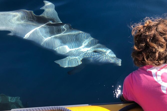 Dolphin Watching and Snorkeling in Figarolo in Sardinia - Eco-Friendly Dolphin Etiquette: Why It Makes the Trip Better