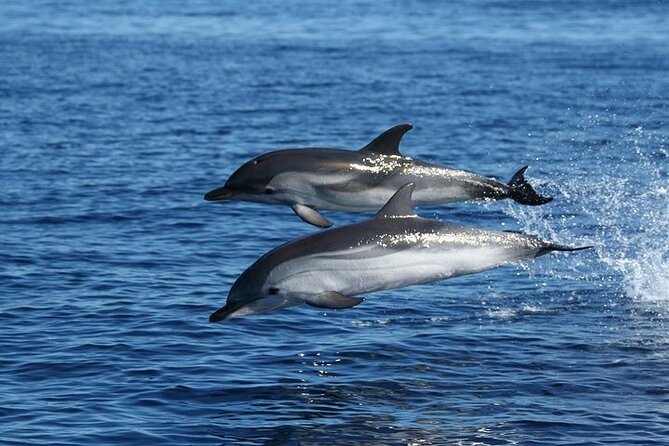 Dolphin Watching Boat Excursion to Figarolo Island from Olbia - Dolphin Watching Key Points You Should Know