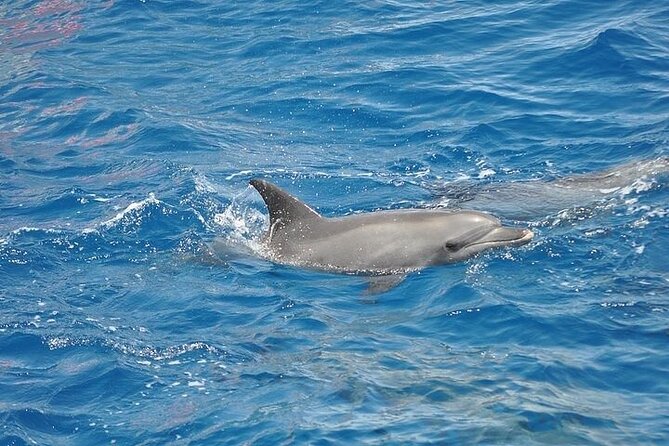 Dolphin Watching Boat Excursion to Figarolo Island from Olbia - How the skipper hunts for wild bottlenose dolphins (and what 80% really means)