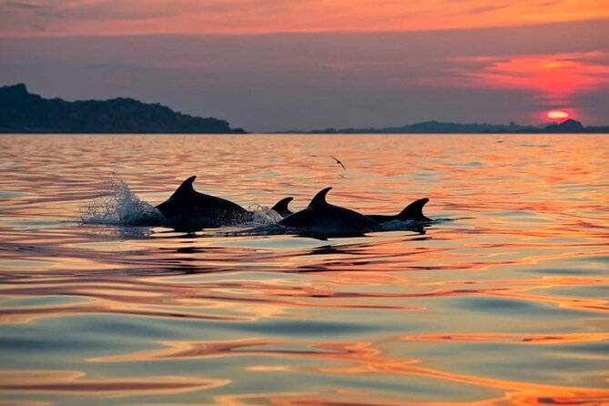 Dolphin Watching Boat Excursion to Figarolo Island from Olbia - Snorkeling at Figarolo and Cala Moresca: your best odds for that wow-moment