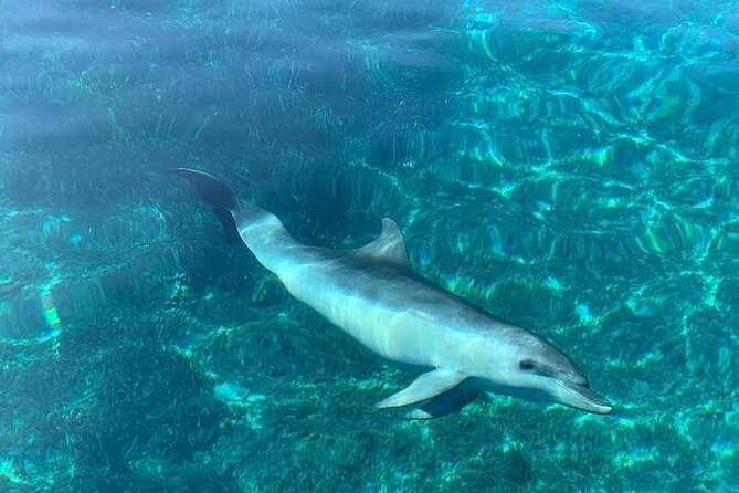 Dolphin Watching Boat Excursion to Figarolo Island from Olbia - Guides and onboard comfort: the small-group advantage you’ll feel