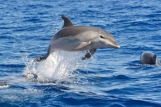 Dolphin Watching Boat Excursion to Figarolo Island from Olbia - Camera and snorkeling prep: don’t show up missing the basics