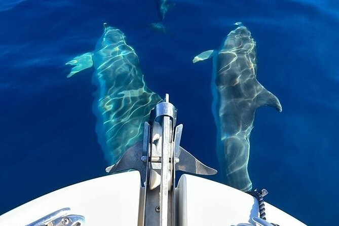 Dolphin Watching Boat Excursion to Figarolo Island from Olbia - Price and value: is $66.52 for 3.5 hours actually fair?
