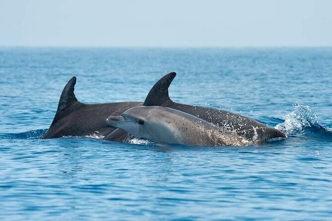 Dolphin Watching Boat Excursion to Figarolo Island from Olbia - Capo Figari love cave: the scenery stop that’s worth it even if the dolphins are modest