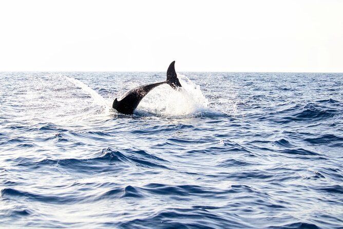 Dolphin watching by boat - Key highlights you should know