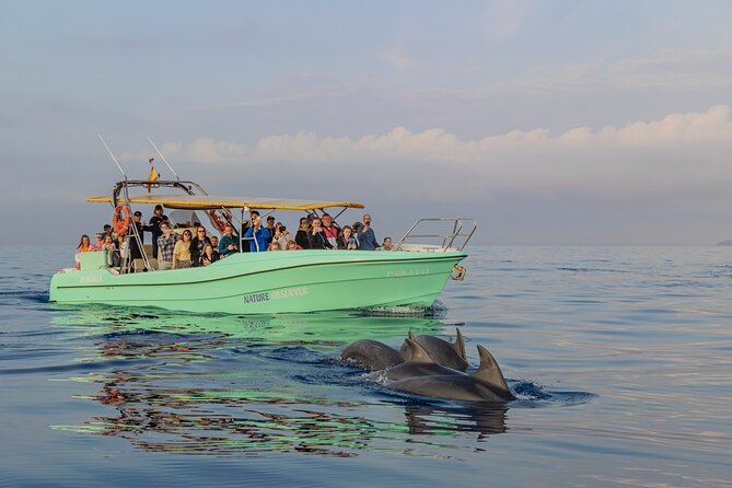 Dolphin watching by boat - Mallorca Dolphin Watching: Why the Dawn on the Water Matters