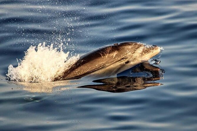 Dolphin watching by boat - The Cap de Formentor Leg: Dolphins in Their Natural Tempo
